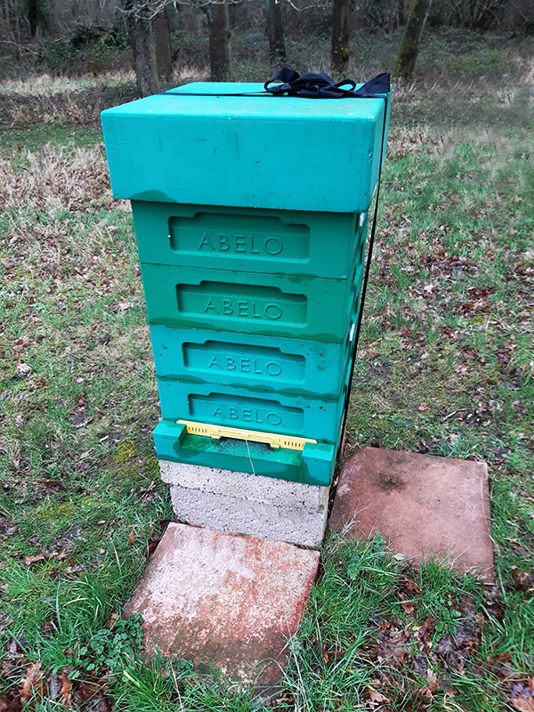 Over Winter Hive